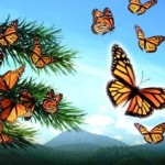 Flight of the Butterflies 3D movie