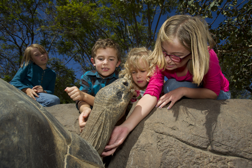 Galapagos Tortoise San Diego Zoo