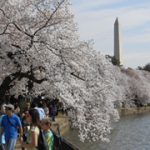 Washington Cherry Blossoms MidRange
