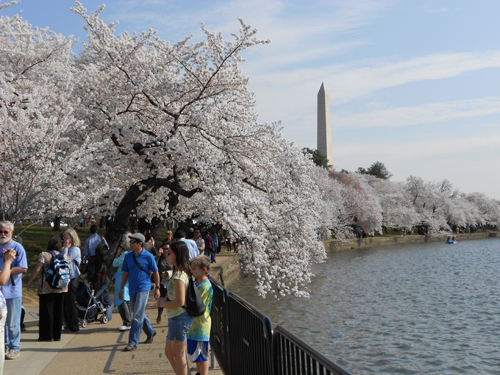 Washington Cherry Blossoms
