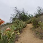 prickly pear cactus on Roadrunner Trail at Oak Canyon Anaheim Hills MidRange