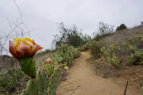 prickly pear cactus on Roadrunner Trail at Oak Canyon Anaheim Hills MidRange