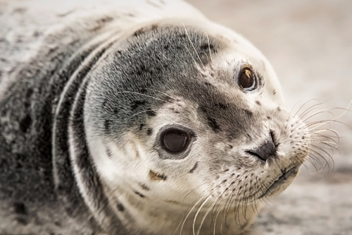 Aquarium of the Pacific