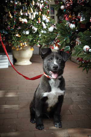 Puppy Gargamel from WAGS