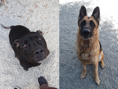 Judy the Pit Bull and Brandon the German Shepherd