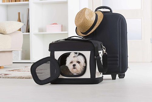 little white dog in a carry on pet bag next to luggage