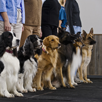 dogs lined up at a show Thumbnail