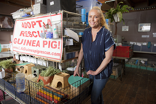 Los Angeles Guinea Pig Rescue