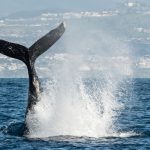 A whales tale peaks out of the blue ocean