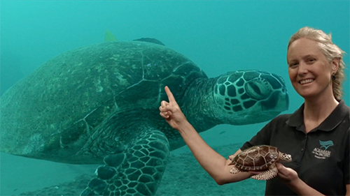 Aquarium of the Pacific Summer Kids Club instructor teaching kids about sea turtles