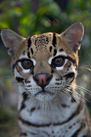 San DIego Zoo