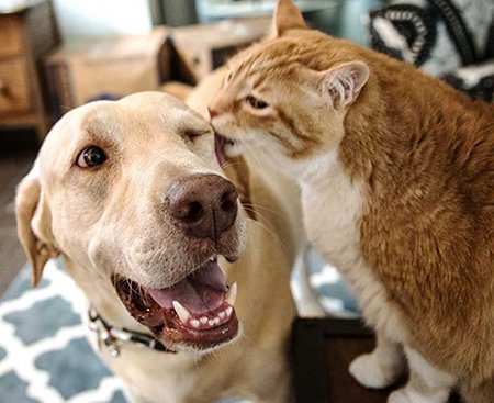 Yorba Linda Regional Animal Hospital