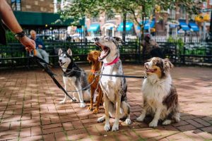Unsplash Pet Photo