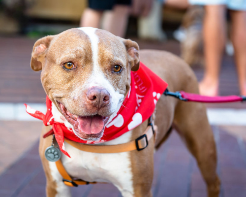 Cutest Dogs Contest at Outlets at San Clemente