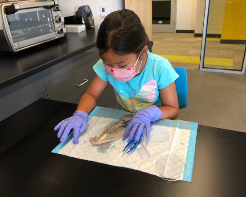 STEM Bionerds Orange County