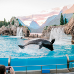 SeaWorld Giveaway 4 Pack of Tickets