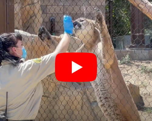 OC Zoo New Big Cat Exhibit