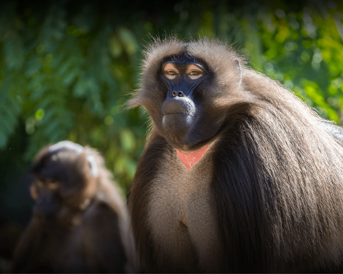 Best Zoo-San Diego Zoo-Photo by San Diego Zoo