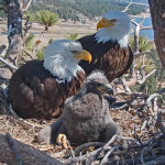 Friends of Big Bear Valley Eagle Live Stream