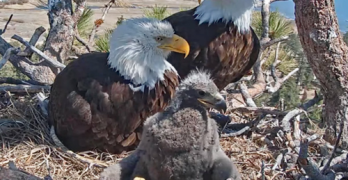 Friends of Big Bear Valley Eagle Live Stream