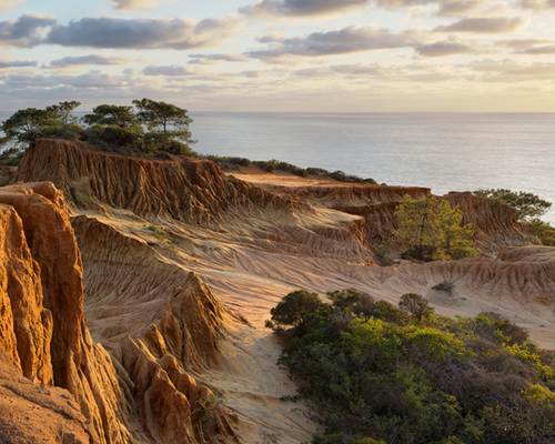 Torrey Pine atop a sandstone-carved cliff