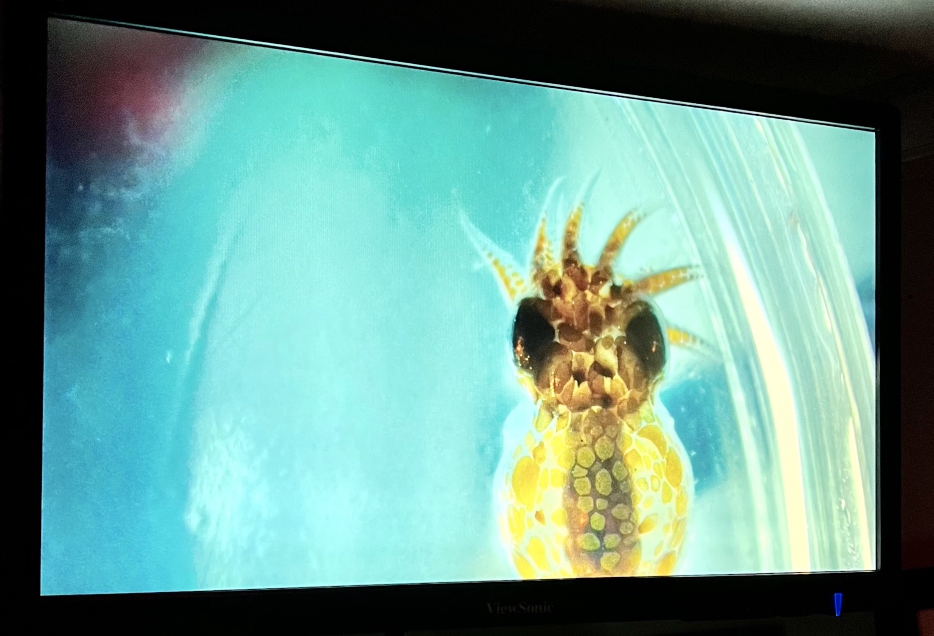 Bioluminescence Night Cruises