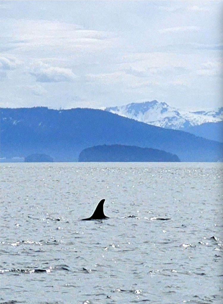 Orca Icy Strait 2