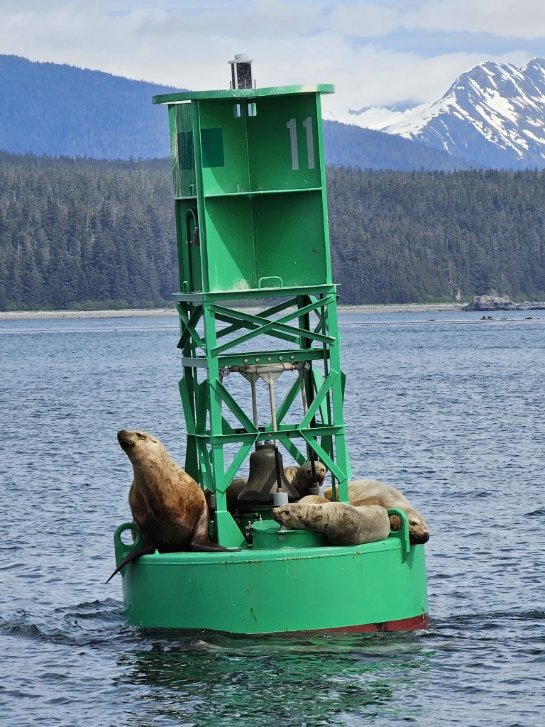 seals icy strait