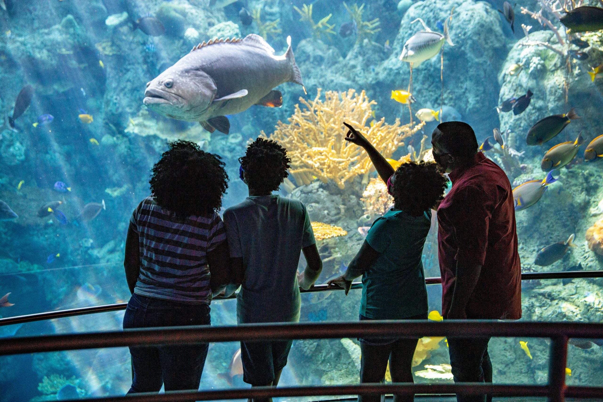 Aquarium of the Pacific Best Place To See Sea Creatures