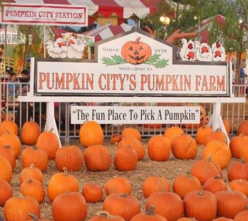 Pumpkin City Pumpkin Patch