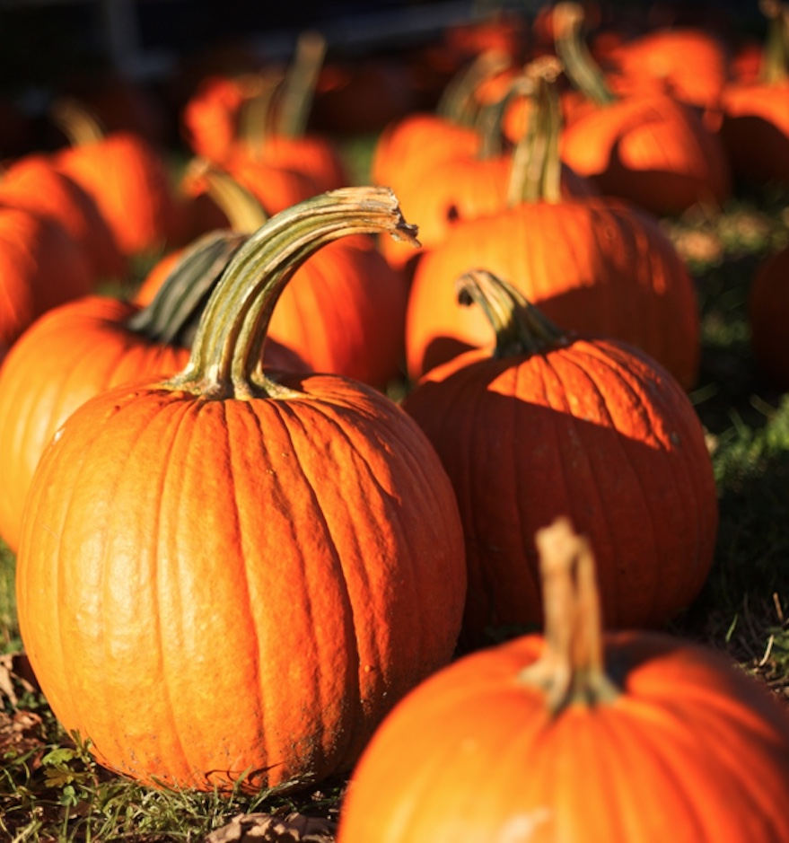 Torelli’s Pumpkin Patch