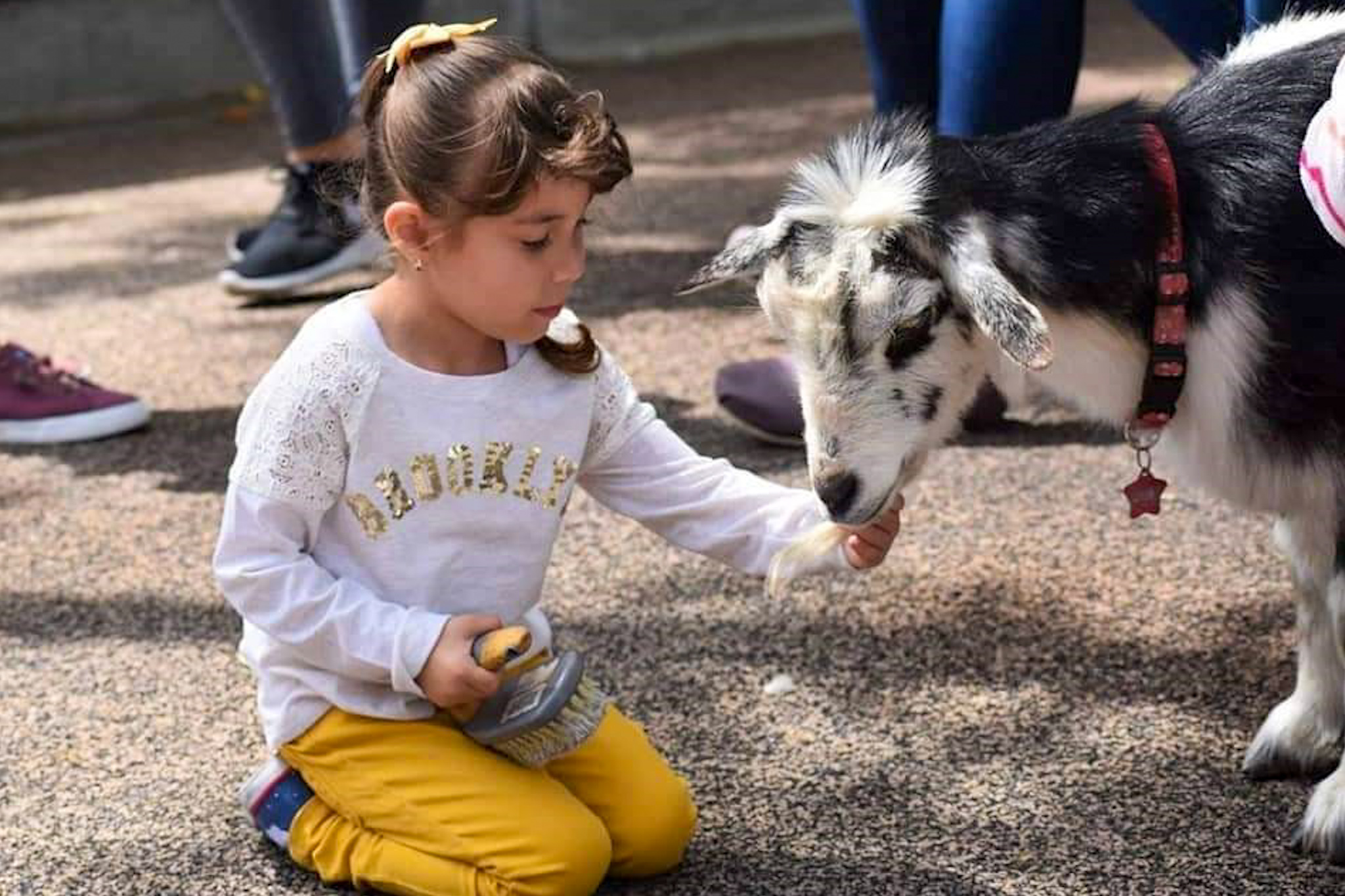 A girl feeding a goat