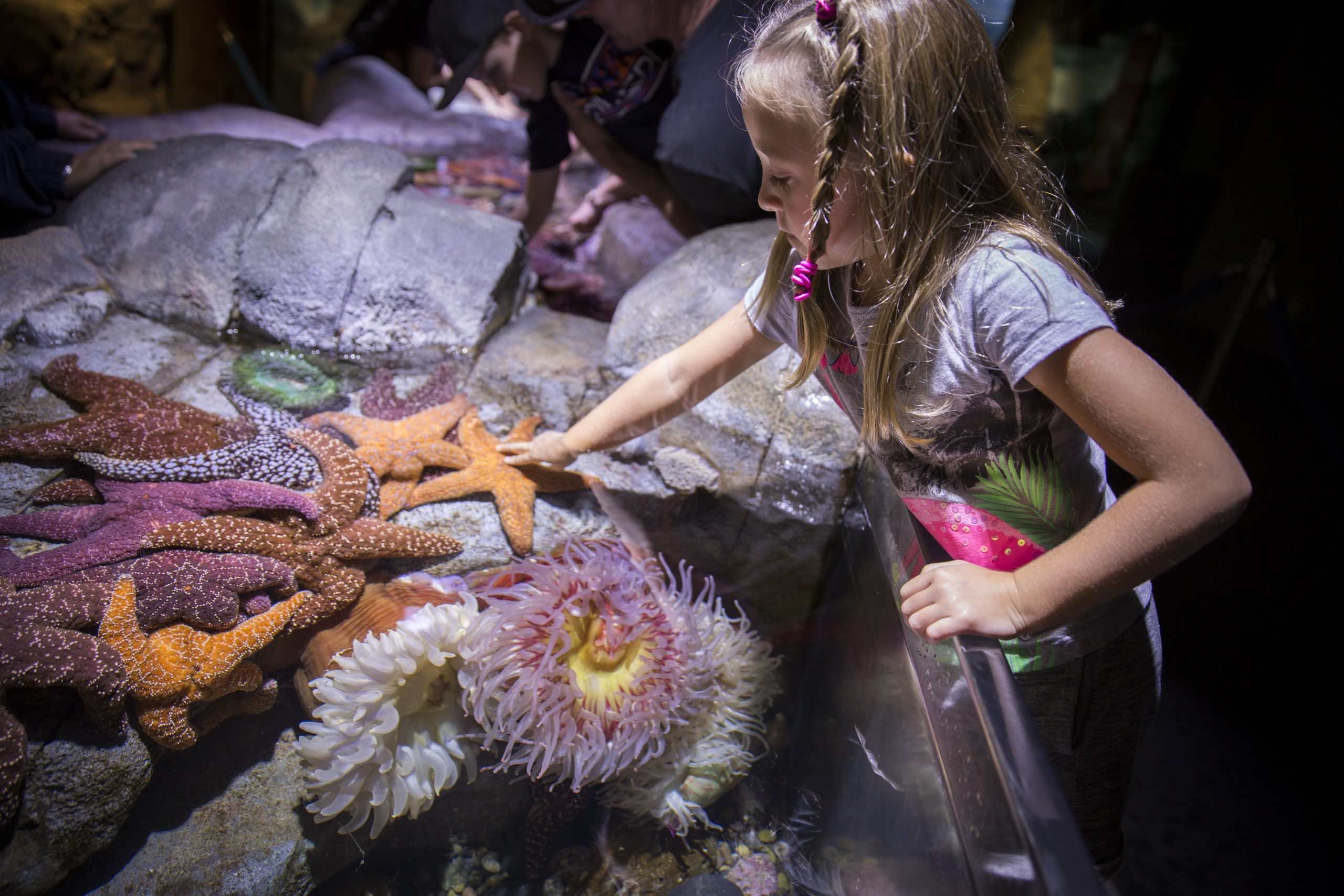 A girl petting a starfish