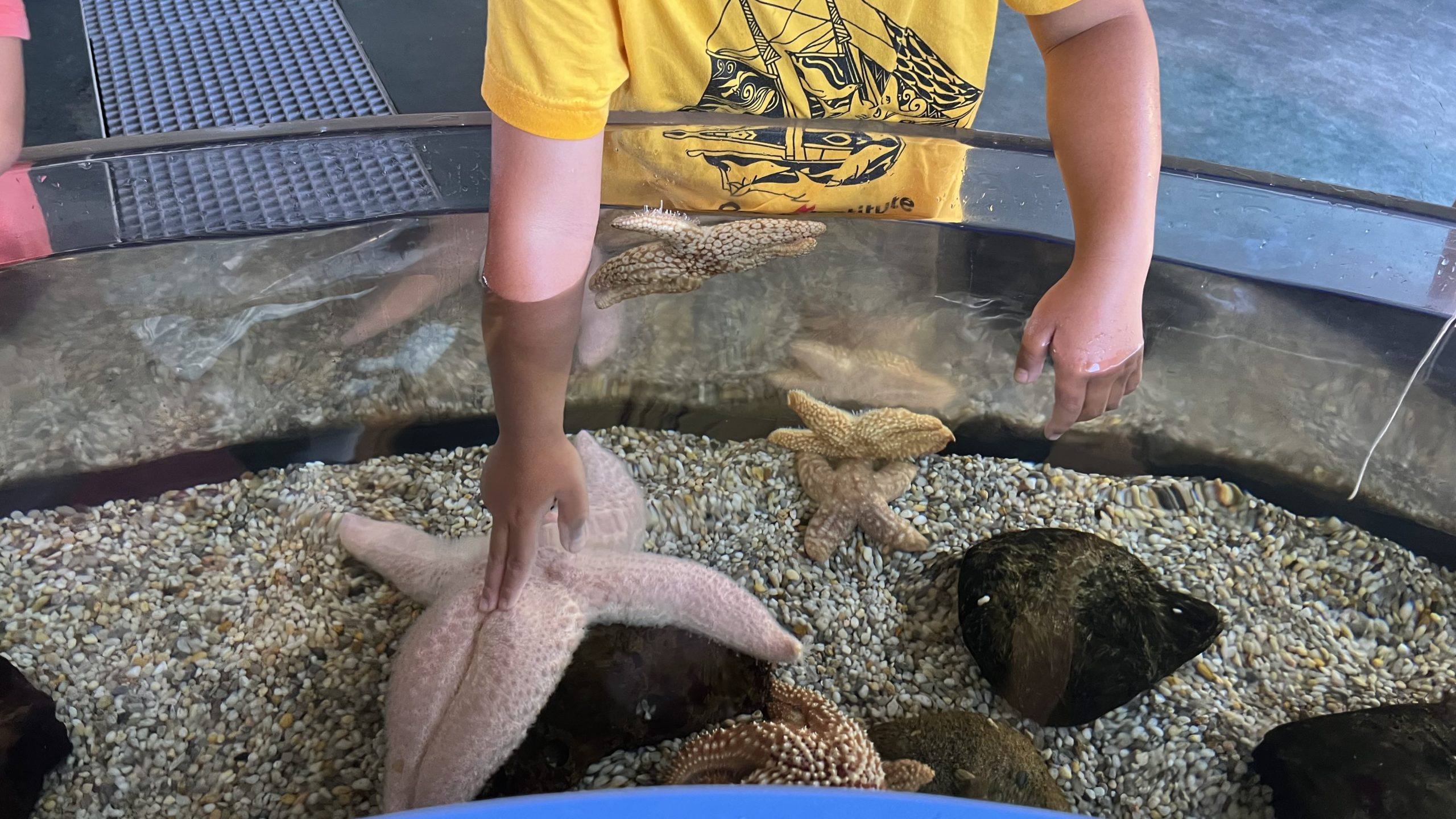 a boy petting a starfish