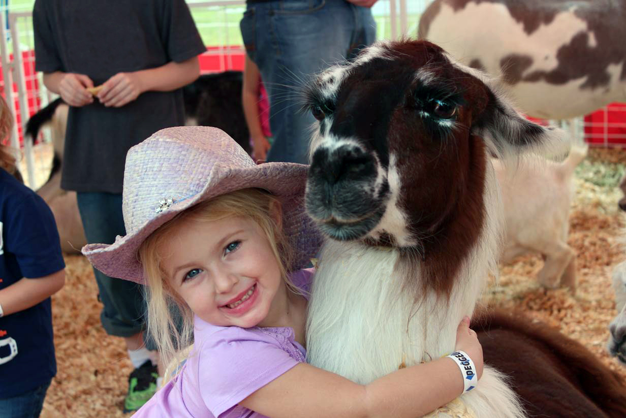 Pink girl with llama at Great American Petting Farm at the OC Fair