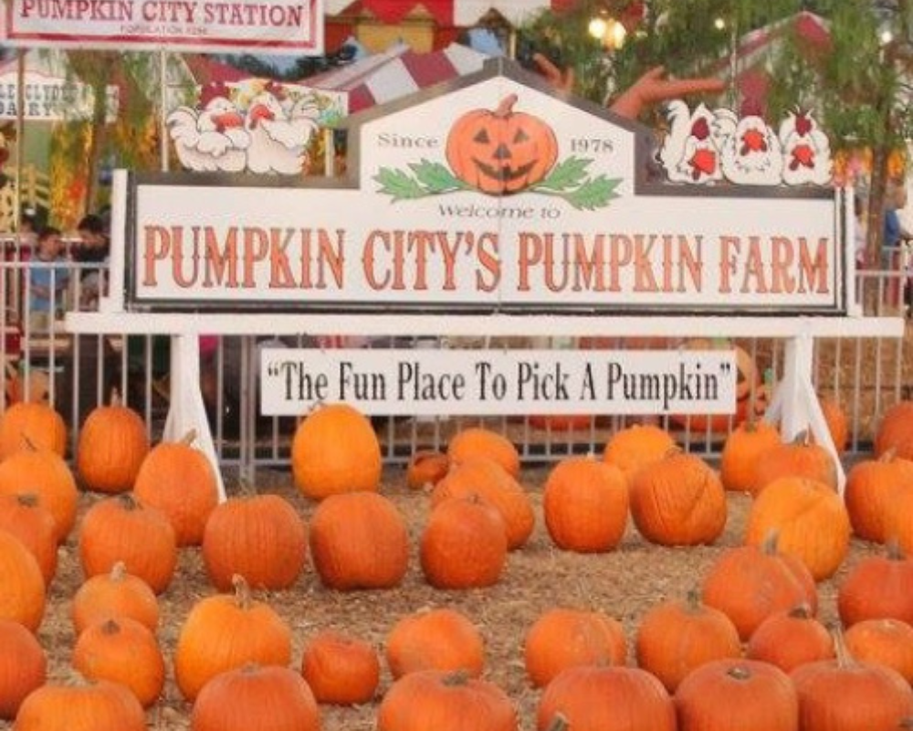 Pumpkin City sign with pumpkins on the ground