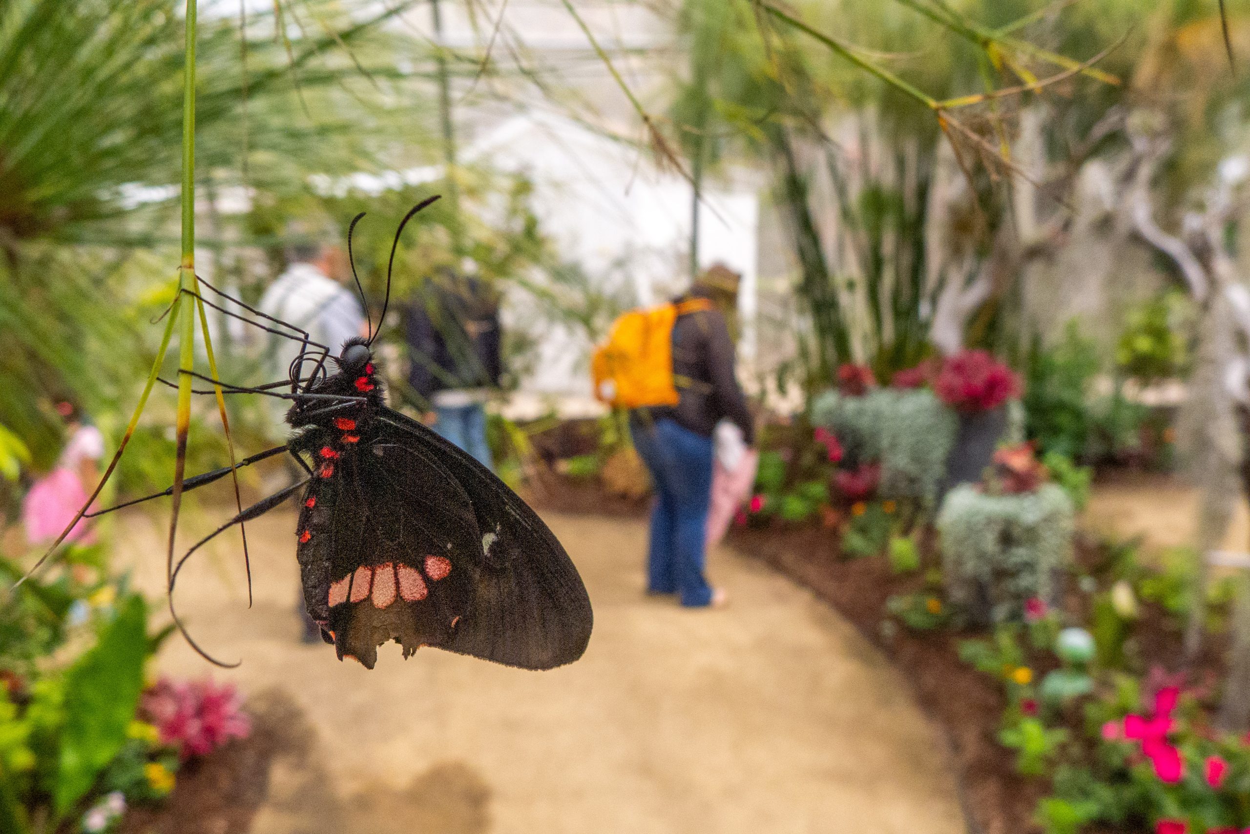 People looking at flowers and butterflies