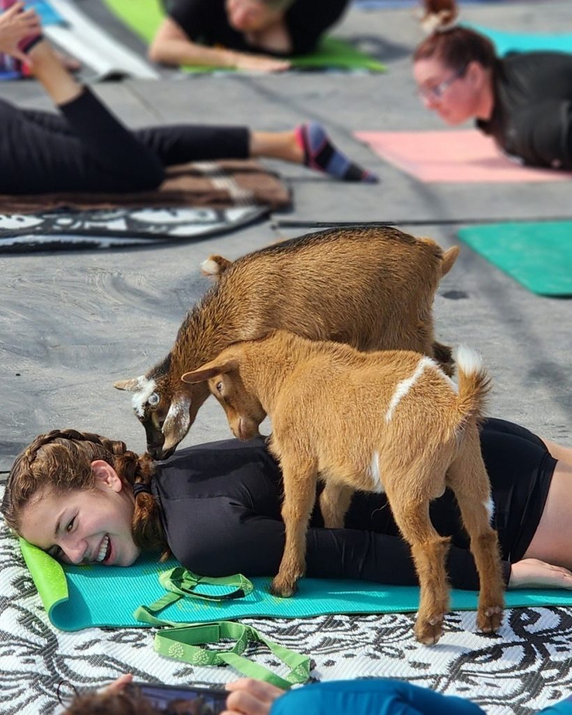 two young goats smelling a girl