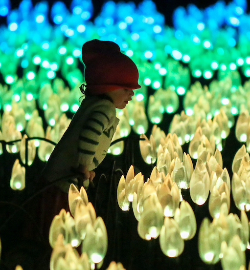 Enchanted Forest of Light