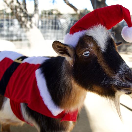 Christmas at the OC ZooChristmas at the OC Zoo