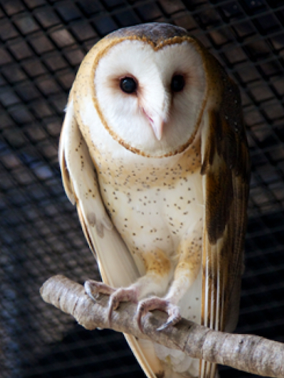 Critter Investigation: Loving Barn Owls