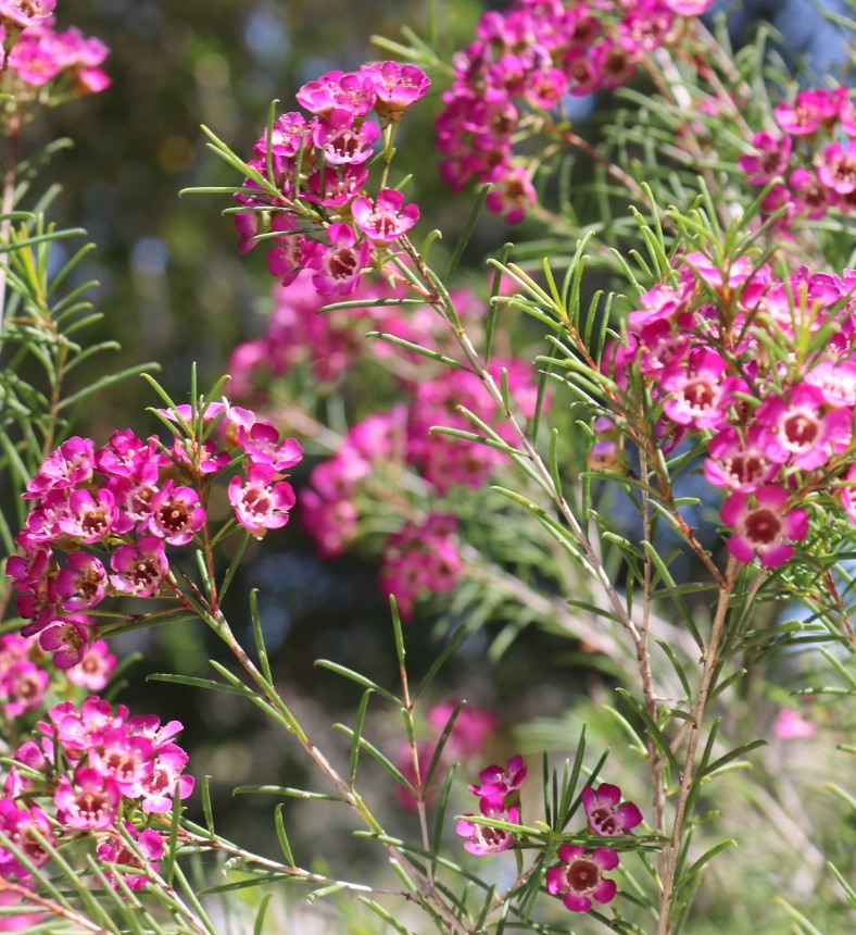 Niguel Botanical Preserve’s Earth Day Celebration