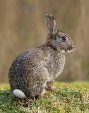 Critter Investigations