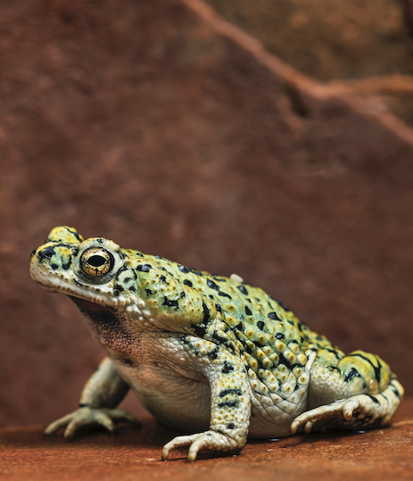 FROGS: Facing a Changing World Exhibit Opening Day