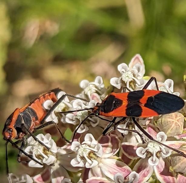 Preschool Paleontology: Art & Storytime