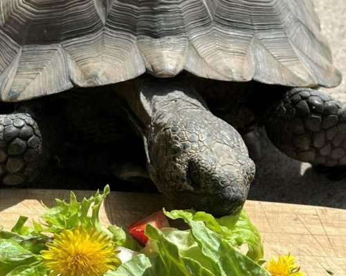Reading with Reptiles