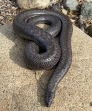 Reading with Reptiles