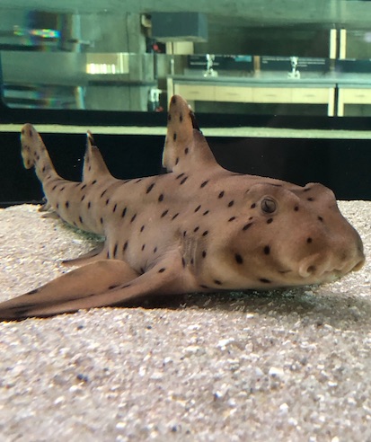 Ocean Institute’s Special Attractions