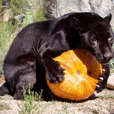 Halloween Zoo-Tacular