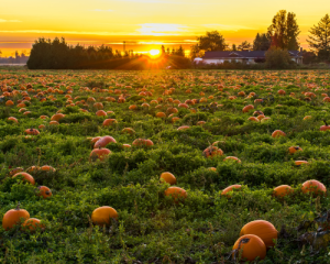 Pumpkin patch